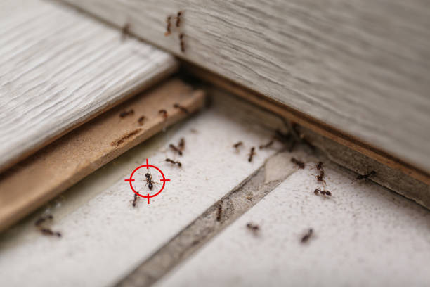 Best Wasp Removal Services  in Beach Haven, NJ