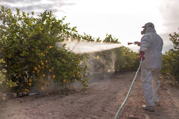 Best Local Pest Control Services  in Beach Haven, NJ