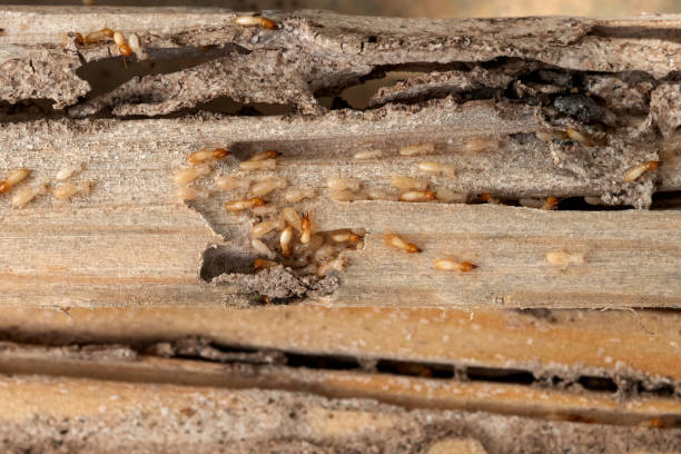 Best Pest Control for Homes  in Beach Haven, NJ