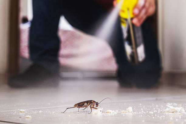 Best Affordable Pest Control Services  in Beach Haven, NJ