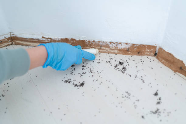 Best Pest Removal Services  in Beach Haven, NJ