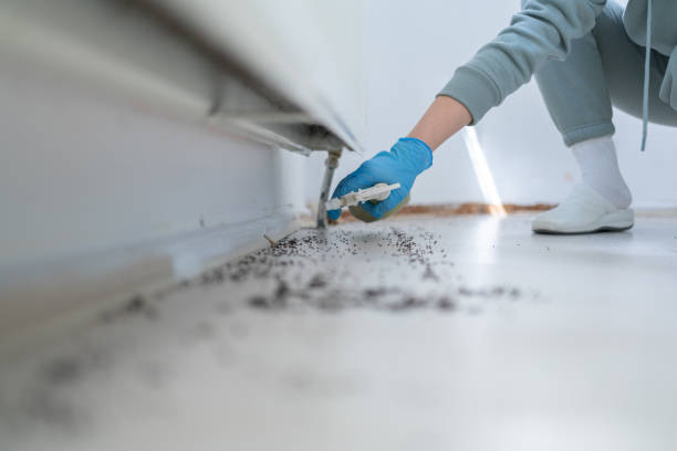 Wasp Removal Services in Beach Haven, NJ